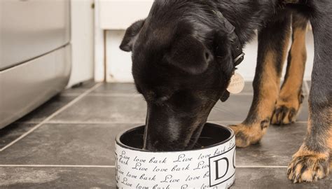 Maybe you would like to learn more about one of these? The Best Dog Food for Dogs With Diarrhea and Loose Stools