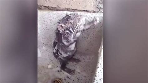 Un rat se lave comme un humain