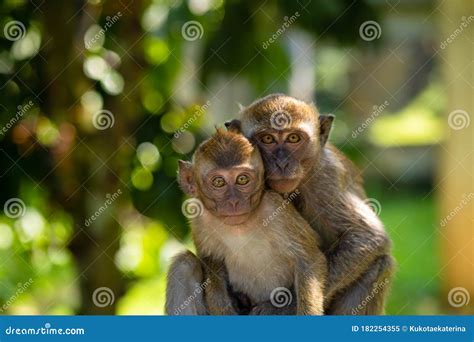 Two Little Monkeys Hug While Sitting On A Fence Stock Image Image Of