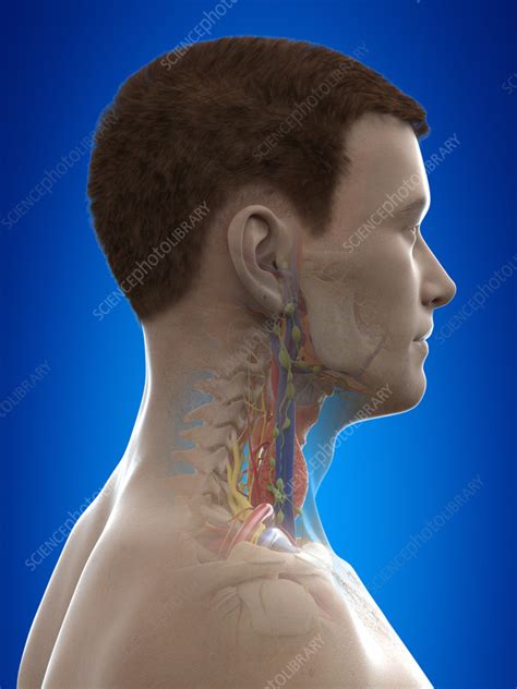 Neck Anatomy Illustration Stock Image F0351347 Science Photo