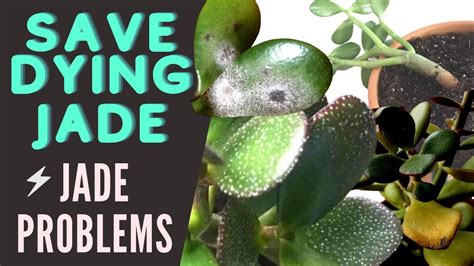 What Does An Overwatered Jade Plant Look Like Understanding The Signs