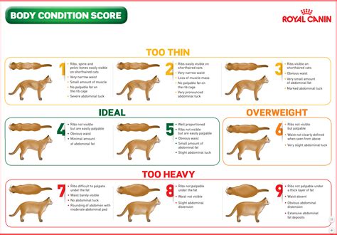 Importanţă Departament Repetată Body Condition Score Cat