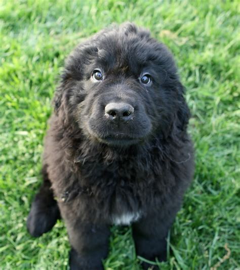 Baby Newfoundland I Am In Love