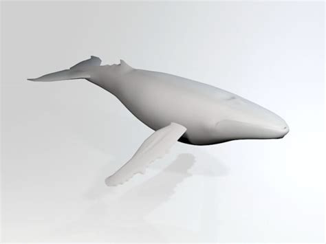 low poly white whale free 3d model max open3dmodel