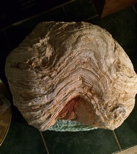 Ordovician Stromatolites Fossil Id The Fossil Forum