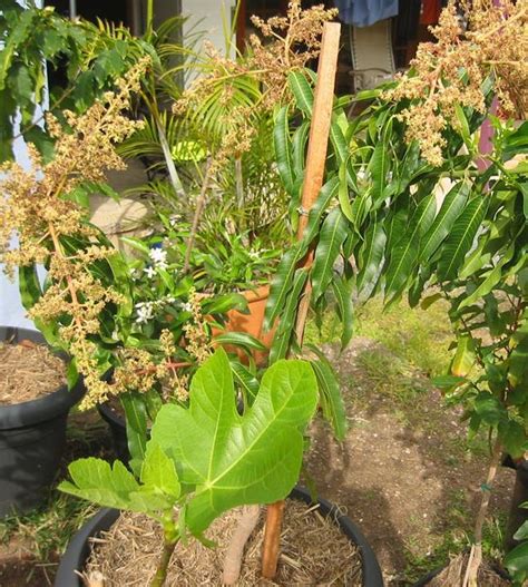 Daleys Fruit Tree Blog How To Grow A Mango Tree In A Pot