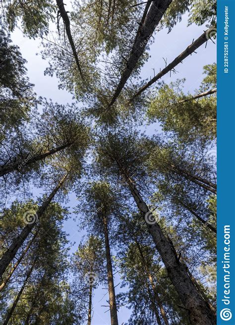 Looking Up Into The Sky From The Woods Stock Image Image Of Summer