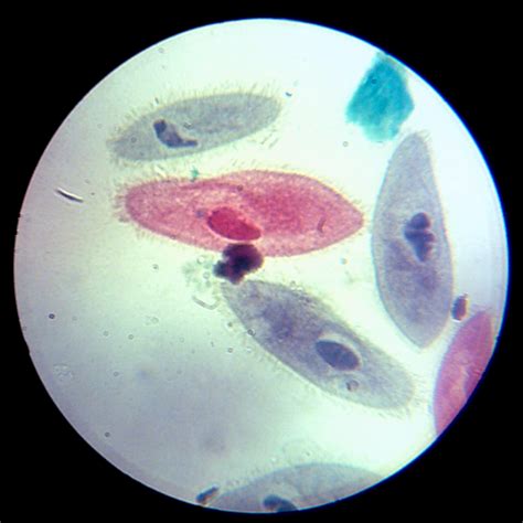 Under The Microscope Paramecium Ada Mcvean