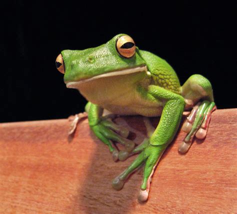 Tree Frog Animal Wildlife