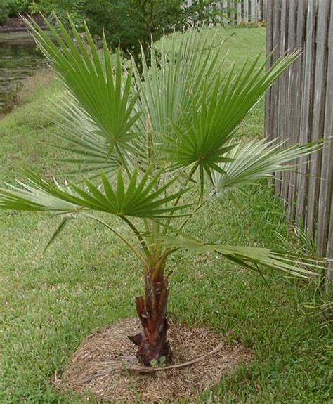 Mexican Fan Palm Tree Pictures