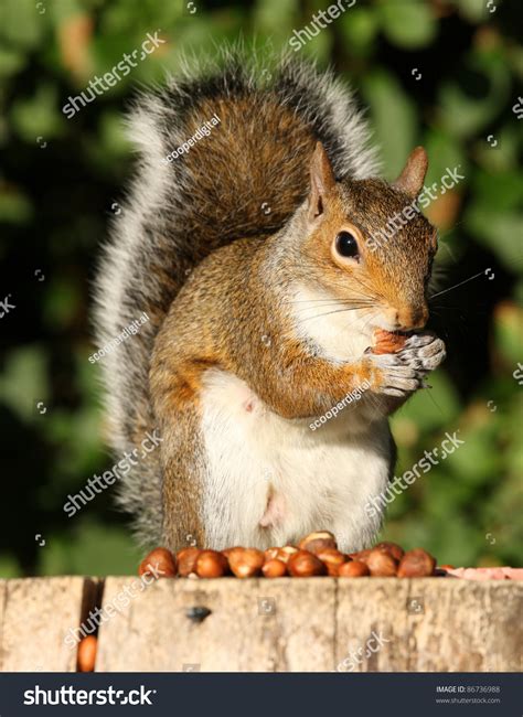 Grey Squirrel Eating Hazelnuts On An Old Tree Stump In Autumn Stock