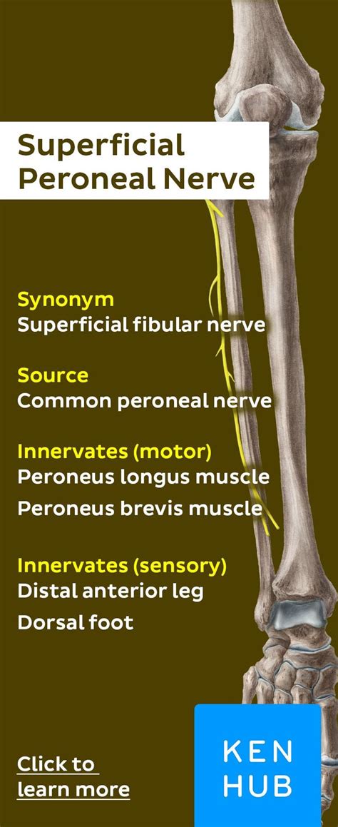 Deep Peroneal Nerve Nerve Anatomy Medical Anatomy Nerve