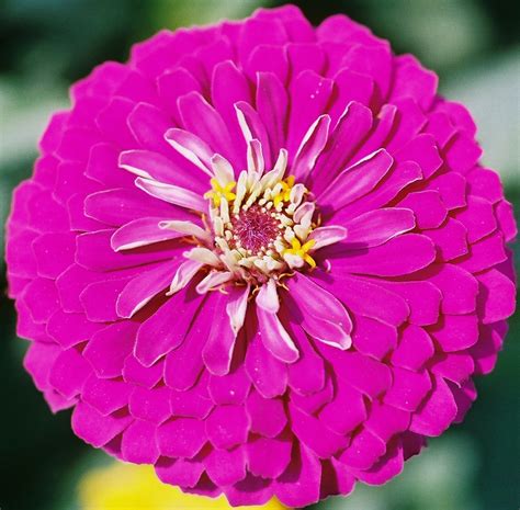 Roses For All Seasons Zinnia The Cinderella Flower