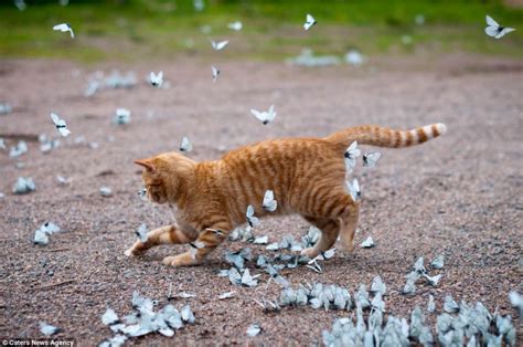 Cat Playing With Blue Butterflies