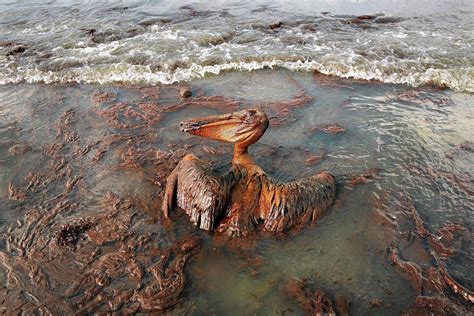 Bp Gulf Of Mexico Oil Spill Saga Comes To A “conclusion” The