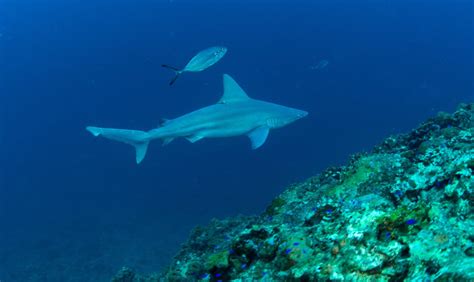 Sea Wonder Sandbar Shark National Marine Sanctuary Foundation