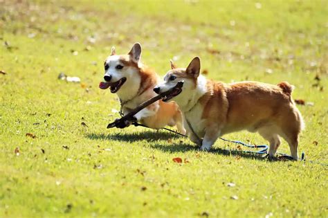 Do Corgis Need A Lot Of Exercise 2024 My Pets Guide