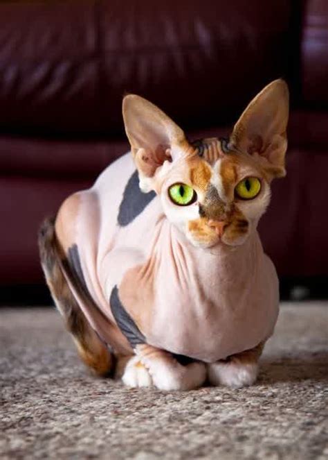 The Sphynx Cats Characteristics History And Pictures