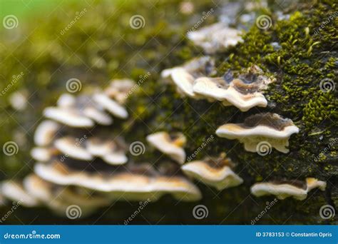 Tree Fungus Closeup Stock Image Image Of Detail Environment 3783153