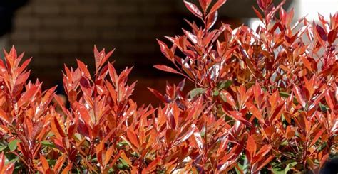 Screening Plants 8 Best Tall Plants For Screening Our Favourite Picks
