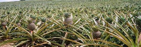 Pineapple Farming Pineapple Cultivation Andhra Pradesh Kisan Suvidha
