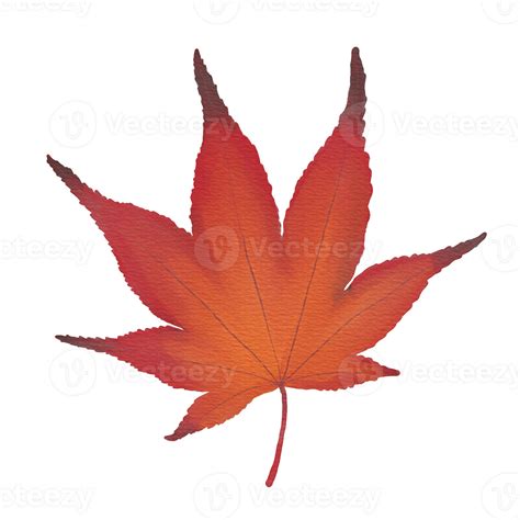 Watercolor Dry Japanese Maple Leaf 26421042 Png