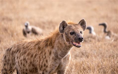 What Hyenas Can Tell Us About The Origins Of Intelligence Scientific