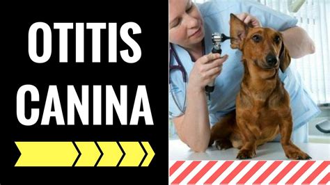 Otitis En Perros Causas S Ntomas Y Tratamiento De La Otitis Canina