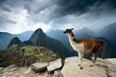 Lamas In Machu Picchu ★ Intiraymiperucom