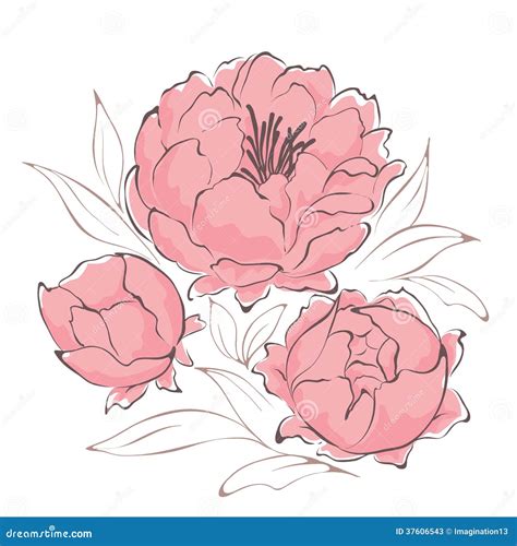 Bouquet Of Peonies Stock Vector Illustration Of Leaf 37606543