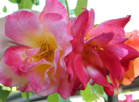 Check spelling or type a new query. 10 Most Beautiful Roses For Your Garden - The Mysterious World