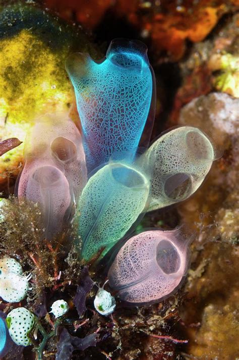 Sea Squirts On A Reef Photograph By Georgette Douwma Science Photo Library