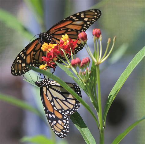 Drought threatens Monarch butterfly population | News, Sports, Jobs 