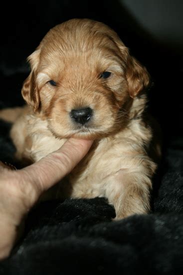 These adorable toy goldendoodle puppies are available starting on sept 13th. Miniature Goldendoodle (Golden Retriever-Poodle mix) Info, Pictures
