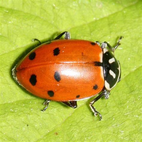 Convergent Lady Beetle Identification Life Cycle Facts And Pictures