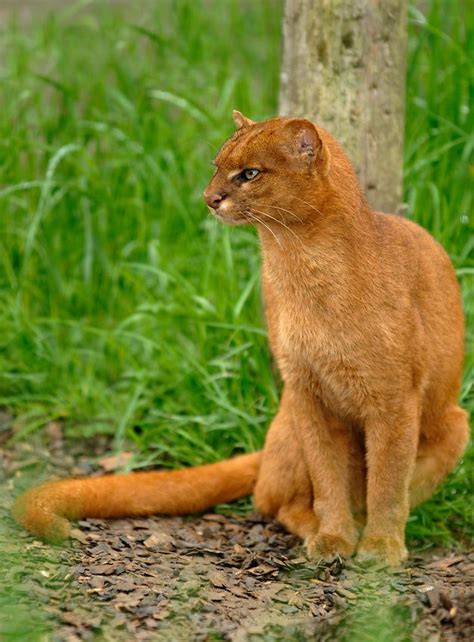Jaguarundi Wild Cats Animals Cute Animals