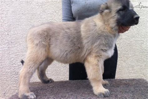 Meet Male A Cute Caucasian Mountain Dog Puppy For Sale For 0 Larsen