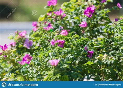 The Wild Rose Bush With Pink Flowers Stock Photo Image Of Wild Blue
