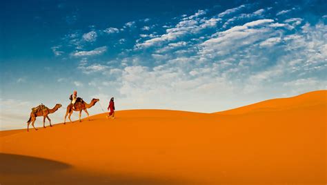 Desert And Camel Wallpaper Hd