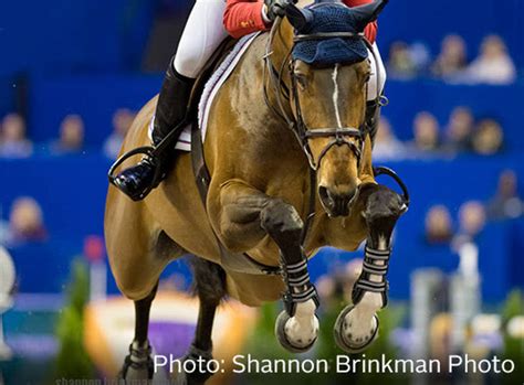 Hh Azur Named Usef Horse Of The Year Tapinto