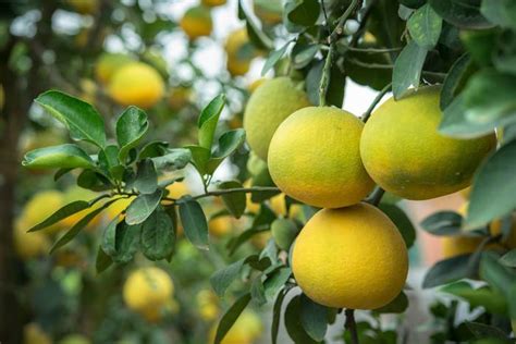 Check spelling or type a new query. Pomelo, grapefruit - how to care, prune and water ...