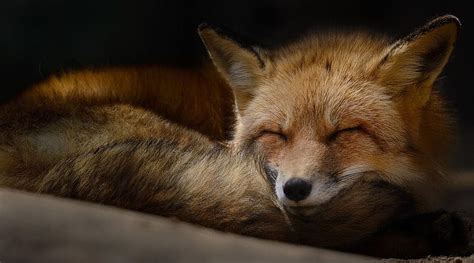 Sleeping Fox Cute Fox Wild Wildlife Red Fox Animals Wild Animals