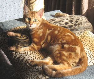 Bengal cats, with their fur pattern resembling that of leopards, are also known as tiger cats. How Much Do Bengal Cats Cost