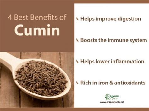 Cumin Benefits Uses And Side Effects Organic Facts