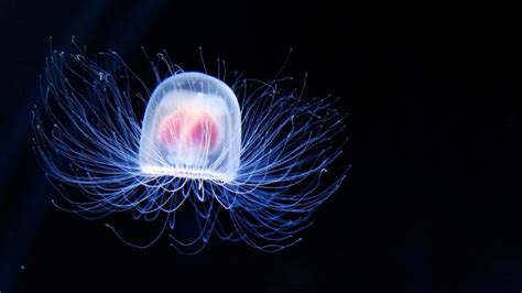 Scientists Discover The Immortal Jellyfish That Is Probably