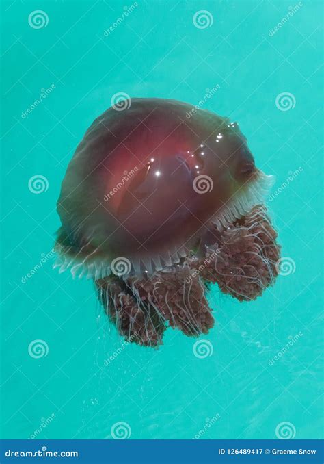 Red Bell Jellyfish Kimberley Coast Australia Stock Image Image Of