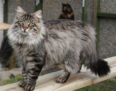 Norwegian Long Haired Cat Breeds Pets Lovers