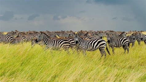 Serengeti Zebra Bing Wallpaper Download