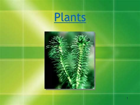 Ppt Plants Powerpoint Presentation Free Download Id17156