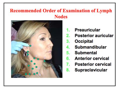 Intro To Patient Examination Of The Lymph Nodes Salivary Glands